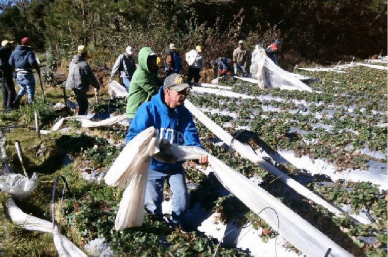70% de las tuberías han sido desmantelada en Valle Nuevo segun Medio Ambiente