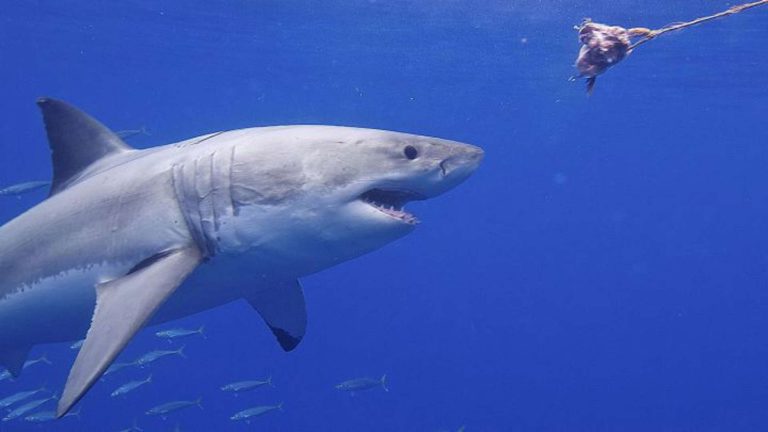 Un niño de 10 años sobrevive de milagro a un ataque de tiburones en playas mexicanas