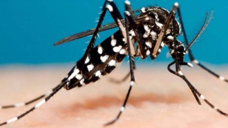Alarma mayor por dengue en el 2010, al mes de agosto habían muerto 18 niños y 6 adultos con mas de 16.000 pacientes en hospitales