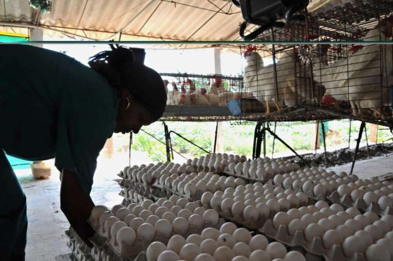 RD se corona como líder en exportación de huevos en el Caribe