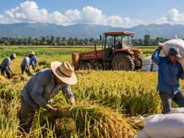 PRODUCTORES DE ARROZ EN ALERTA POR ELIMINACIÓN DE ARANCELES; GOBIERNO PROMETE NO ABANDONAR EL CAMPO