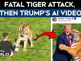 TRUMP DESATA INDIGNACIÓN EN INGLATERRA AL PUBLICAR VIDEO DE JOVEN MUERTO POR UN TIGRE Y LUEGO APARECER JUGANDO CON EL ANIMAL MEDIANTE INTELIGENCIA ARTIFICIAL